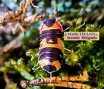 Merulanella sp. ‘Tricolor’ verbazingwekkend tropische isopod, Dieren en Toebehoren, Insecten en Spinnen, Overige soorten