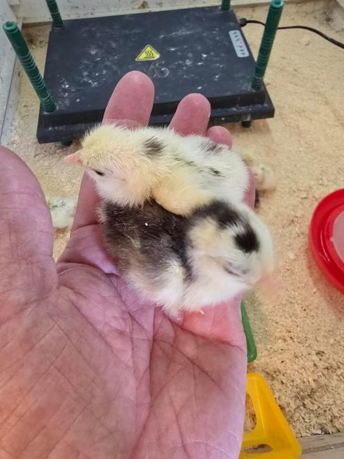 Kuikens Cochin kriel, Dieren en Toebehoren, Pluimvee, Kip, Geslacht onbekend