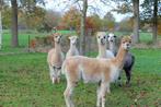 4 alpaca / alpaca’s  merries  / merrie, Dieren en Toebehoren, Overige Dieren, Vrouwelijk, Voor 1 juli 2024