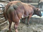 Vbr Dikbil stier, Dieren en Toebehoren, Runderen, Mannelijk