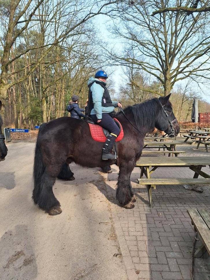 Bijrijdster aangeboden, Dieren en Toebehoren, Paarden en Pony's | Verzorgingsproducten, Nieuw, Ophalen of Verzenden