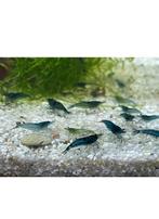 Mooie blauwe garnalen, Kreeft, Krab of Garnaal