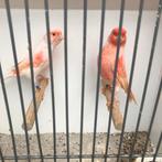 Koppel rood mozaïek, Dieren en Toebehoren, Meerdere dieren, Kleurkanarie