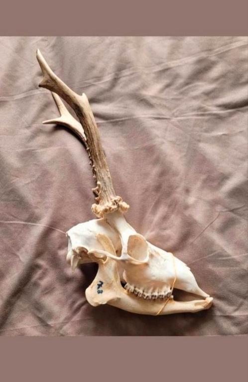 Schedel van een ree / hert met bloemkool gewei en onderkaak, Verzamelen, Dierenverzamelingen, Schedel, Hert, Ophalen of Verzenden