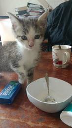 Belgische boerderij kitten, katertje, Dieren en Toebehoren, Katten en Kittens | Overige Katten