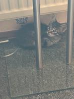europeese kort haar, Dieren en Toebehoren, Kater