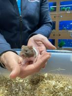 Te koop lieve jonge goudhamsters / Syrisch hamsters, Dieren en Toebehoren, Augustus, Meerdere dieren, Hamster