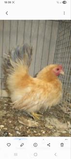 Gevraagd zijdeveer chabo's/japanse krielen., Dieren en Toebehoren, Pluimvee, Meerdere dieren, Kip