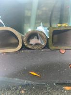 L144 Super White LF gen (Algenereters), Dieren en Toebehoren, Vis