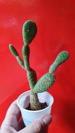 Cactus Opuntia zonder stekels 4, Huis en Inrichting, Kamerplanten, Ophalen of Verzenden, Minder dan 100 cm, In pot, Cactus