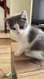 Mix Brits korthaar kittens, Dieren en Toebehoren