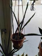 Sanseveria Zeylanica of Sansevieria in terracotta pot met gr, Ophalen, Overige soorten, Minder dan 100 cm