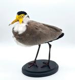 Maskerkievit taxidermie, Ophalen of Verzenden, Nieuw, Vogel, Opgezet dier