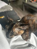 2 jonge kittens, Dieren en Toebehoren, Katten en Kittens | Overige Katten, Poes