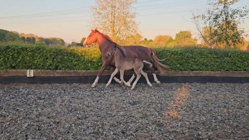 Gezocht! Opfok / stalling + weidegang voor hengstveulen 2025, Dieren en Toebehoren, Paarden en Pony's | Overige Paardenspullen