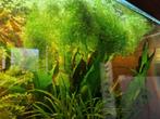 Grote pluk Riccia fluitans – Gezond aquarium mos, Ophalen of Verzenden, Nieuw, Plant(en), Steen of Hout