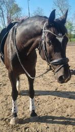 Super lieve 9 jarige ruin v Toto JR, Dieren en Toebehoren, Paarden, Gechipt, Ruin, Niet van toepassing, Dressuurpaard