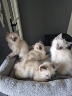 Kittens, Dieren en Toebehoren, Meerdere dieren, Gechipt