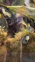 5 guppy’s (vrouw) 2x blue moscow 3x white tuxedo, Vis
