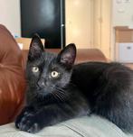 Hele lieve zwart gestreepte kat tekoop, Dieren en Toebehoren, Katten en Kittens | Dekkaters, 0 tot 2 jaar