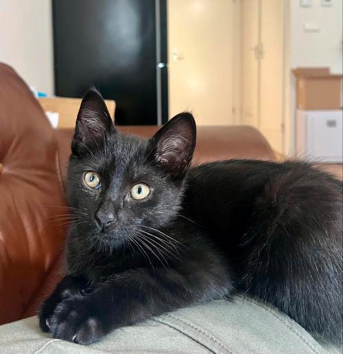 Hele lieve zwart gestreepte kat tekoop, Dieren en Toebehoren, Katten en Kittens | Dekkaters, 0 tot 2 jaar