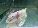 Volwassen axolotl vrouw, Dieren en Toebehoren, 0 tot 2 jaar