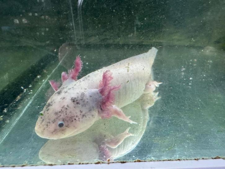 Volwassen axolotl vrouw, Dieren en Toebehoren, Reptielen en Amfibieën, 0 tot 2 jaar