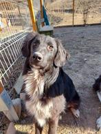 Lieve Blacky zoekt een baasje!, Rabiës (hondsdolheid), Handelaar, 1 tot 2 jaar, Buitenland