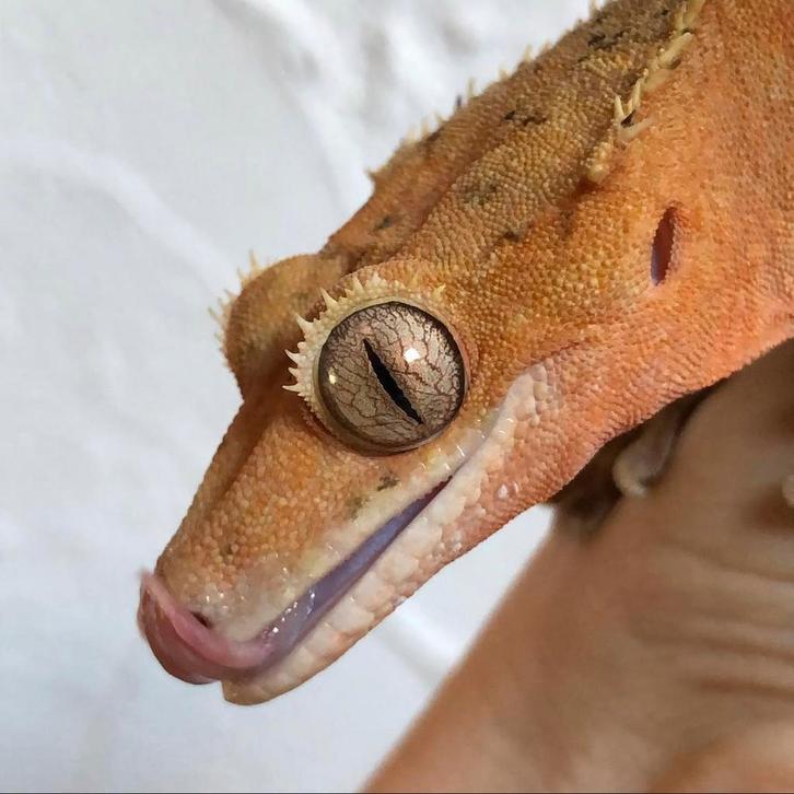 Rode dal wimpergekko vrouw