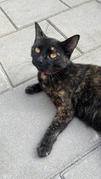 Gratis katten, Dieren en Toebehoren, Katten en Kittens | Raskatten | Korthaar, Poes, 3 tot 5 jaar