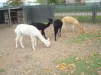 4 jonge alpaca's van 2024, Dieren en Toebehoren, Overige Dieren, Oktober, Meerdere dieren