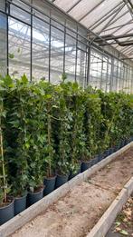 Hedera helix green ripple, langzaam groeiend klimop klimplan, Ophalen, Bloeit niet, Klimplanten, Halfschaduw