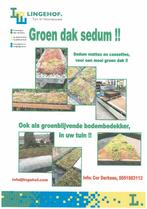 Sedum groendak eenvoudig zelf maken, Bodembedekkers, Volle zon, Vaste plant, Ophalen of Verzenden