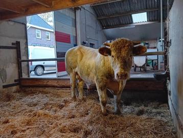 Blauwe dekstier beschikbaar voor biedingen