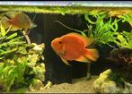 Blood parrot ciclied, Dieren en Toebehoren, Vissen | Aquariumvissen, Vis