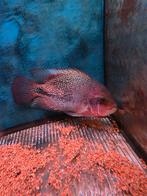 Grote vieja soort, Vis, Zoetwatervis