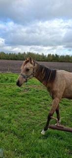 Mooie valk D pony Hengst,topper voor de toekomst, Dieren en Toebehoren, Pony's, Springpony, 0 tot 2 jaar, Hengst, Onbeleerd