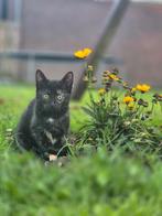 Aangeboden nog 1 kitten ( poesje), Poes