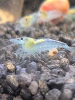 Garnalen, Kreeft, Krab of Garnaal