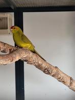 Jonge kakariki man!, Dieren en Toebehoren, Vogels | Parkieten en Papegaaien, Mannelijk, Parkiet