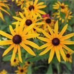 Rudbeckia fulgida 'Goldsturm' (Zonnehoed)🌿, Tuin en Terras, Zomer, Vaste plant, Ophalen of Verzenden, Overige soorten