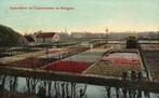 Hyacinthen- en Tulpenvelden te Hillegom (1908) 130013, Verzenden, Voor 1920, Gelopen, Zuid-Holland