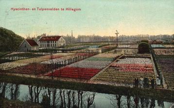 Hyacinthen- en Tulpenvelden te Hillegom (1908) 130013 beschikbaar voor biedingen