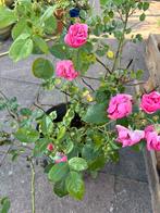 Prachtige struikroos roze in bloei, Ophalen, Zomer, Overige soorten, Volle zon