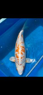 (29) Koi / Koi karper -  50 cm., Karper of Koi