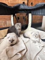 Birtse korthaar / Heilige Birmaan kittens, Dieren en Toebehoren, Katten en Kittens | Overige Katten, Meerdere dieren, Kortharig