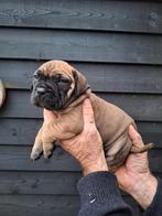 Boerboel pups, Dieren en Toebehoren, Honden | Bulldogs, Pinschers en Molossers, Overige rassen, CDV (hondenziekte), 8 tot 15 weken