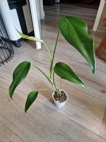 Philodendron Burle Marx Flame beschikbaar voor biedingen