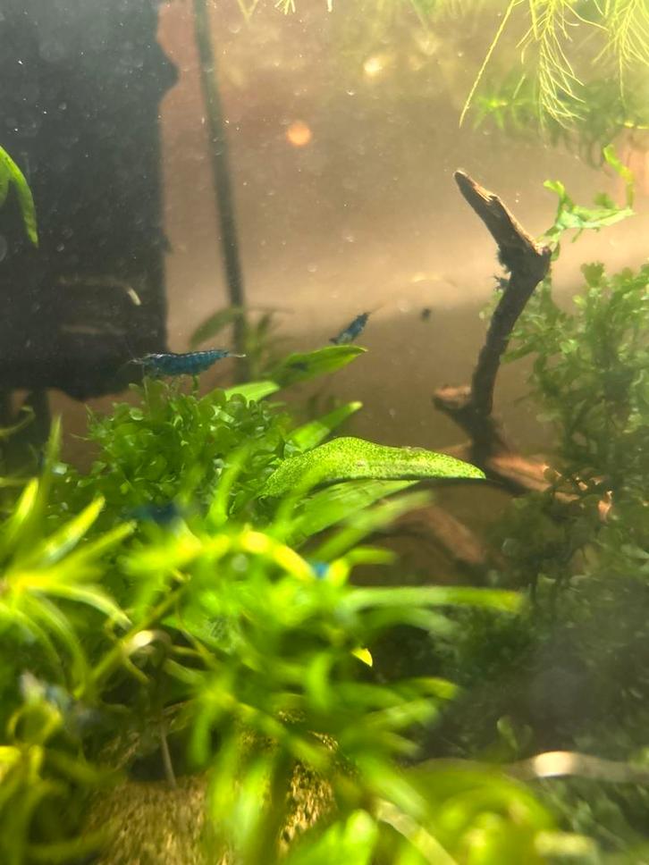 Blauwe garnalen, Dieren en Toebehoren, Vissen | Aquariumvissen, Kreeft, Krab of Garnaal