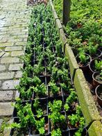 Lonicera Nitida (Struikkamperfoelie) buxus vervanger, Ophalen, Buxus, Haag, Minder dan 100 cm